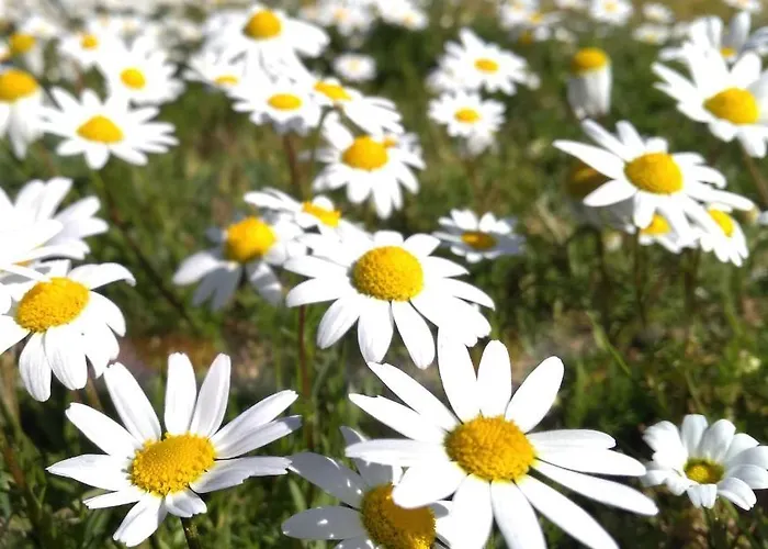 At Rural Navalinda Apartamento