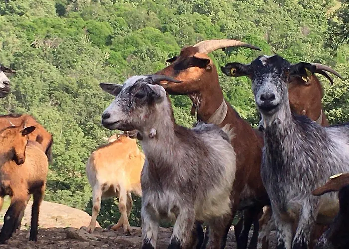 Apartmán At Rural Navalinda